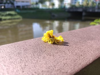 Close-up of yellow flower on retaining wall