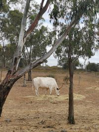 View of a horse on field