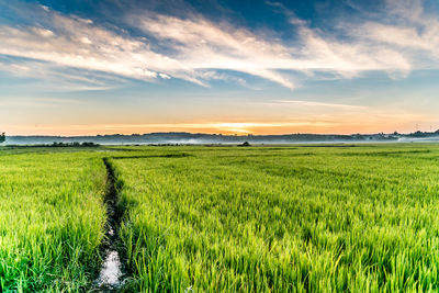 Scenic view of agricultural field against sky during sunset