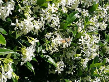 Close-up of white flowers blooming outdoors