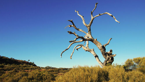 Bare tree against clear blue sky