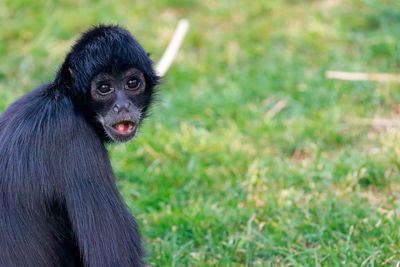 Portrait of black spider monkey on grassy field