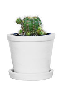 Close-up of potted plant against white background