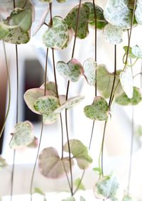 Close-up of potted plant on table