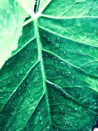 Full frame shot of wet leaves