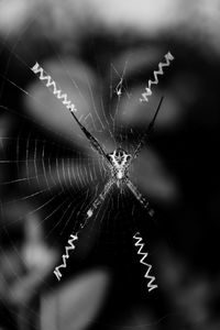 Close-up of spider web