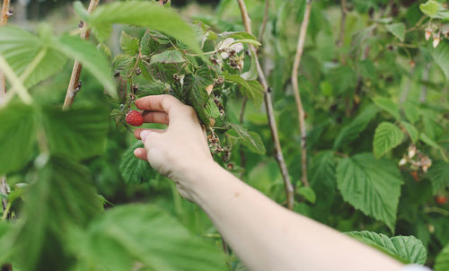 Close-up of hand picking a ripe raspberry