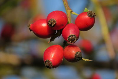 Close-up of cherries growing on tree