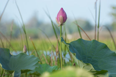 Close-up of lotus water lily blooming against sky