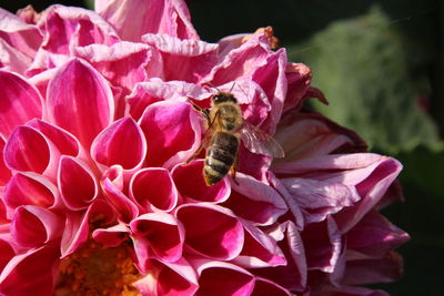 Close-up of bee pollinating flower