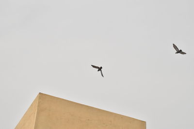 Low angle view of seagulls flying against clear sky