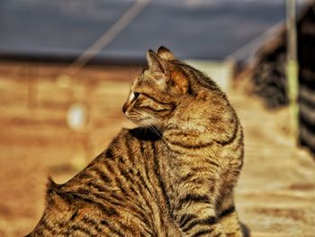 Close-up of a cat looking away