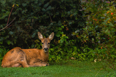 Portrait of deer