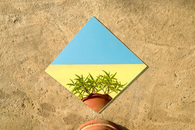 Abstract view of a potted plant reflection on a mirror against a yellow wall