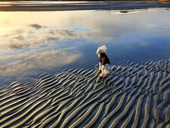 High angle view of horse on beach