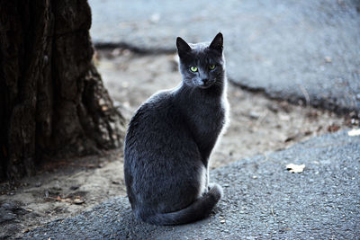 Portrait of cat