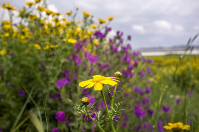 Close-up of yellow flowering plant on field against sky