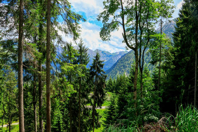 Panoramic view of pine trees in forest against sky