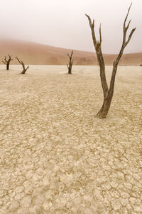 Bare tree on desert against sky