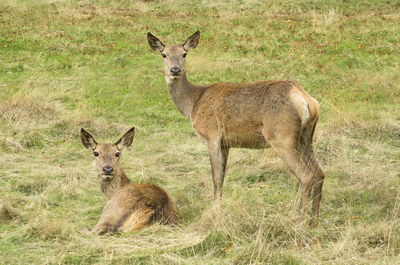 Portrait of deer in field