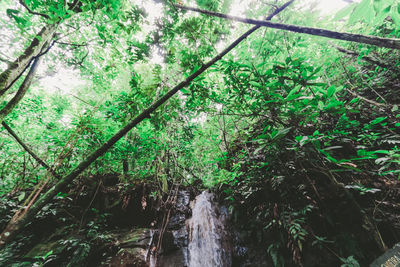 Low angle view of bamboo trees