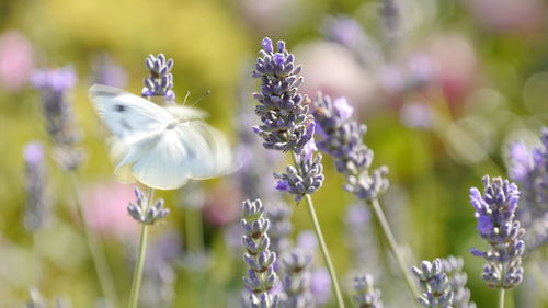 Close-up of lavender blooming outdoors