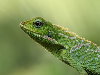 Close-up of green lizard