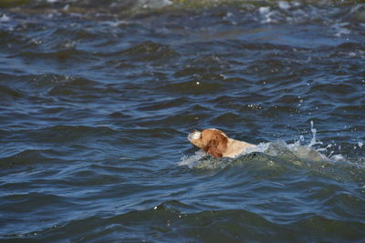 Dog swimming in the sea