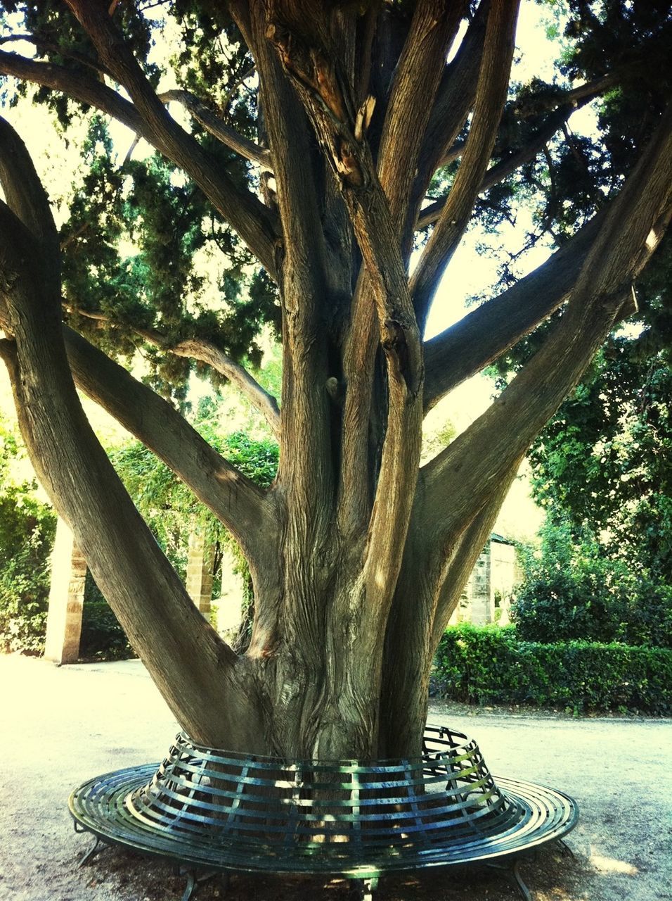 tree, growth, tree trunk, water, nature, park - man made space, day, tranquility, sunlight, no people, branch, beauty in nature, outdoors, plant, green color, leaf, fountain, table, tranquil scene, wood - material