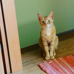 Portrait of cat sitting on floor at home