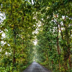 Road amidst trees in forest