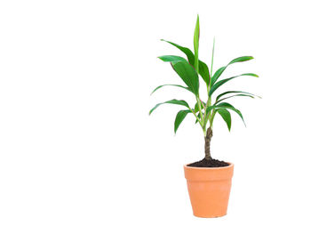 Close-up of potted plant against white background