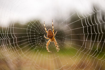 Close-up of spider on web