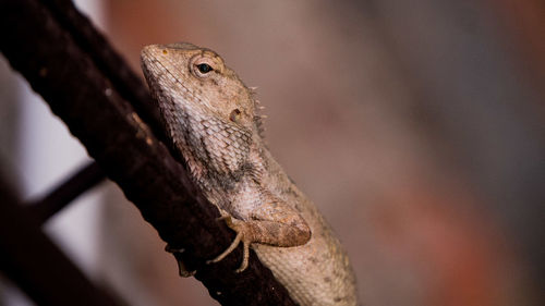 Close-up of lizard on tree