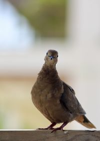 Close-up of bird perching