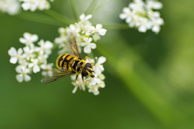 Close-up of bee pollinating on flower