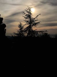 Silhouette of tree at sunset