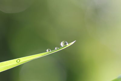 Close-up of water drops on grass