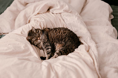 Midsection of a cat sleeping on bed