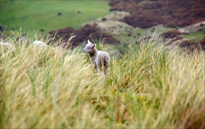 Horse in a field