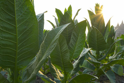 Close-up of fresh green plant