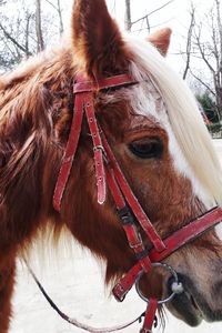 Close-up of horse