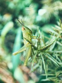 Close-up of insect on leaf