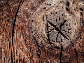 Full frame shot of tree trunk