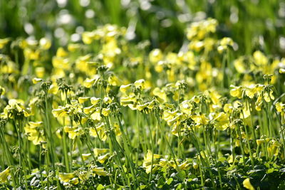 Yellow flowering plants on field