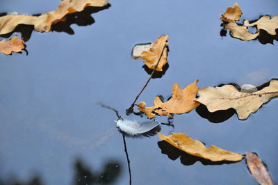 High angle view of leaves floating on lake