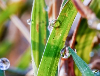 Close-up of water drops on blade of grass