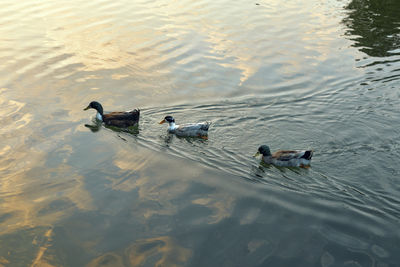 High angle view of ducks swimming on lake