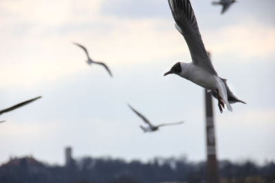 Bird flying in sky