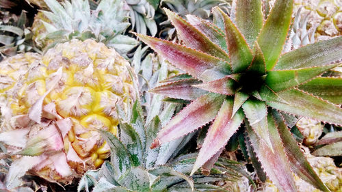 Full frame shot of flowering plant